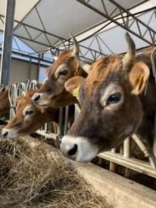 Jersey bio boerderij Landlust – duurzame boerderij in Maasland