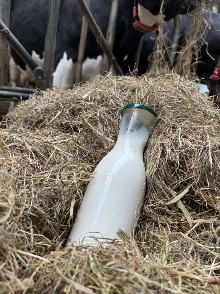 Een melktap bij de boerderij in Maasland